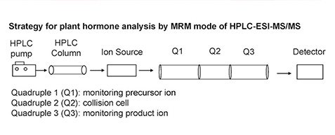 HPLC-ESI-MS/MS MRM模式植物激素分析策略总体流程图
