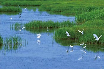 植物、食品、动物组织及其他生物材料