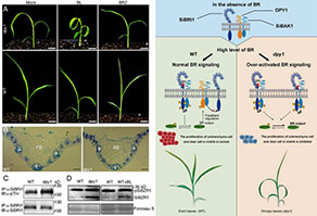 谷子的 DPY1 作为油菜素内酯信号的“刹车”基因调控叶片披垂与直立的分子机制